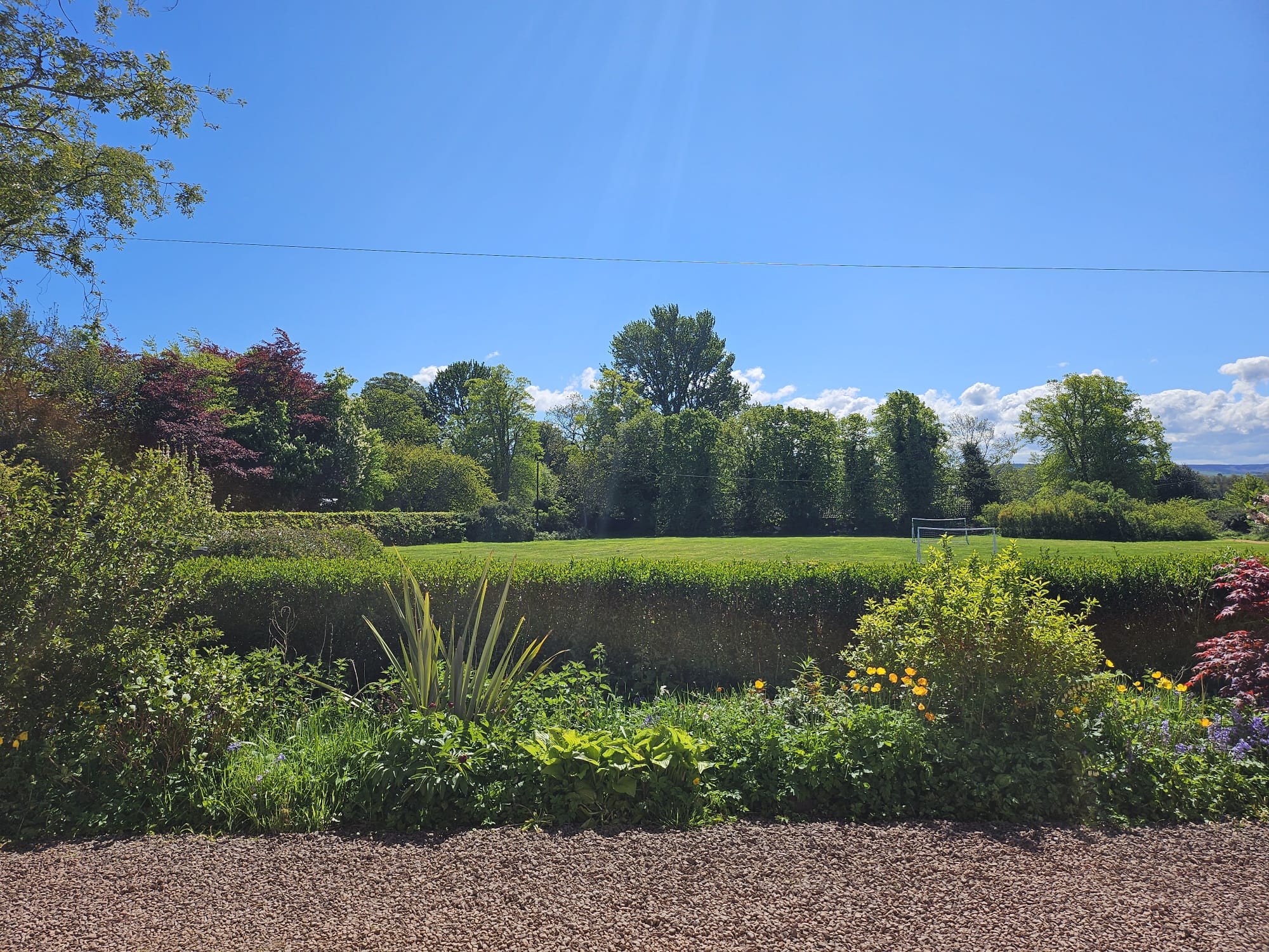 A landscape image with blue sky, a line of trees beyond a field of green grass with a hedge and a border of plants in the foreground.